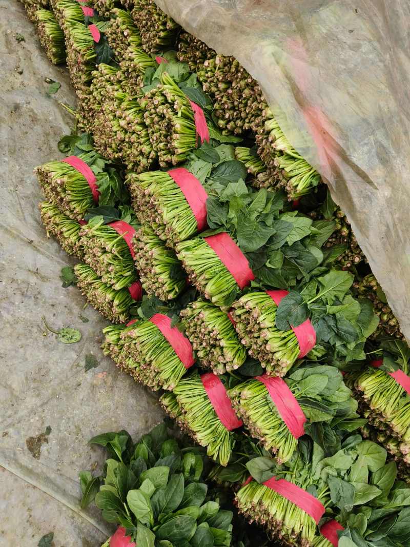 聊城菠菜冷棚大叶菠菜大量有货按需加工代发代收全国