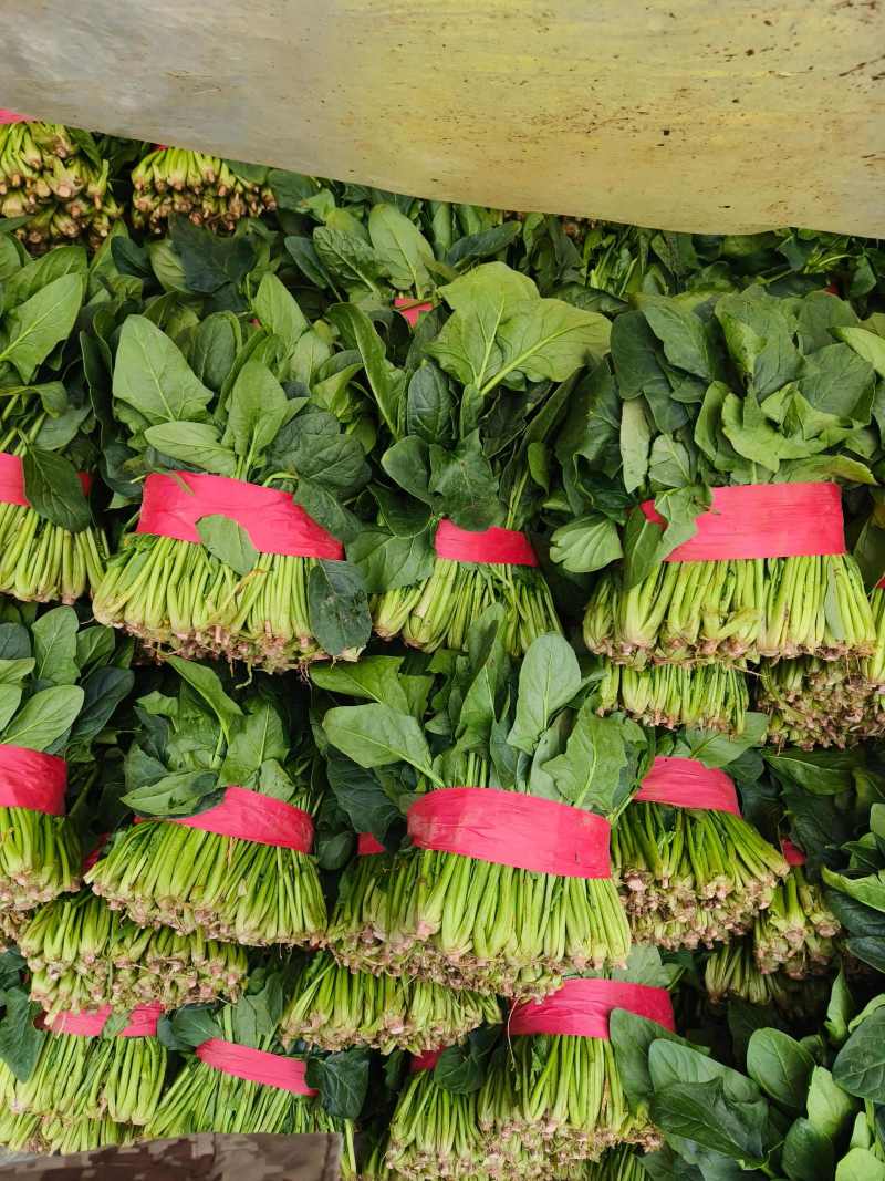 聊城菠菜冷棚大叶菠菜大量有货按需加工代发代收全国