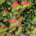聊城菠菜冷棚大叶菠菜大量有货按需加工代发代收全国