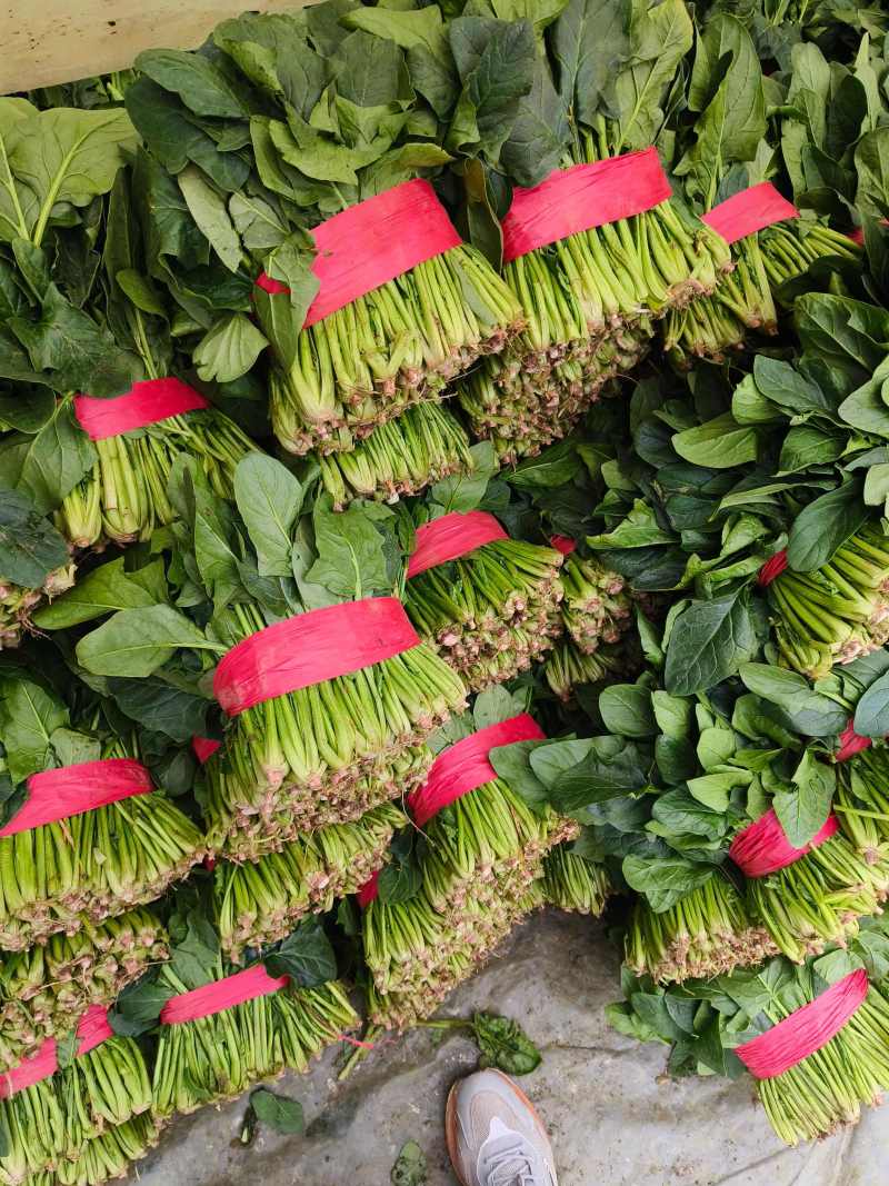 聊城菠菜冷棚大叶菠菜大量有货按需加工代发代收全国