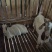 小耳土山羊。种羊商品出售