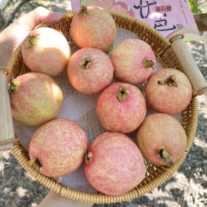 广州增城石滩胭脂红番石榴软心红心芭乐软糯香甜当季现摘水