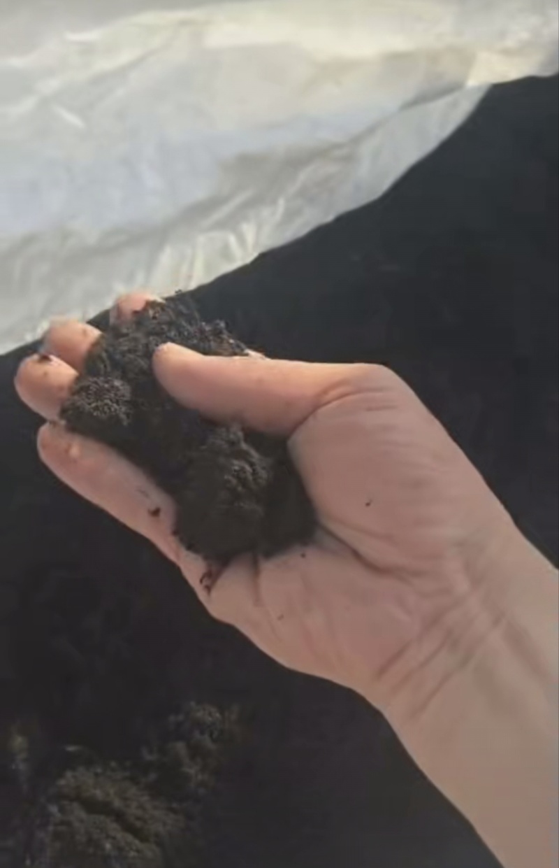 俄罗斯进口泥炭土货真价实适合高端育种花卉苗木果蔬土壤改良