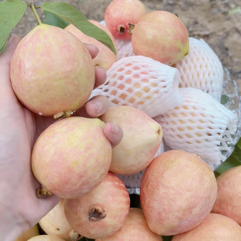 广州增城石滩胭脂红番石榴软心红心芭乐软糯香甜当季现摘水