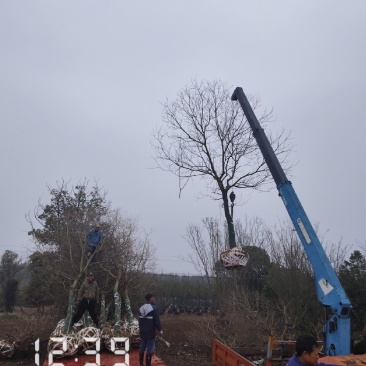 12的乌桕树