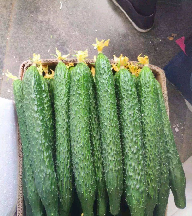 密刺黄瓜，聊城黄瓜鲜花带刺黄瓜货源充足代收代发全国
