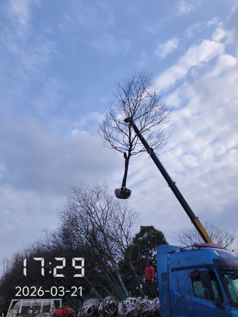 12的乌桕树