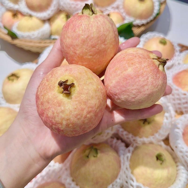 广州增城石滩胭脂红番石榴软心红心芭乐软糯香甜当季现摘水