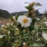 26年新山油茶果霜降籽无杂质出油率高原产地发货