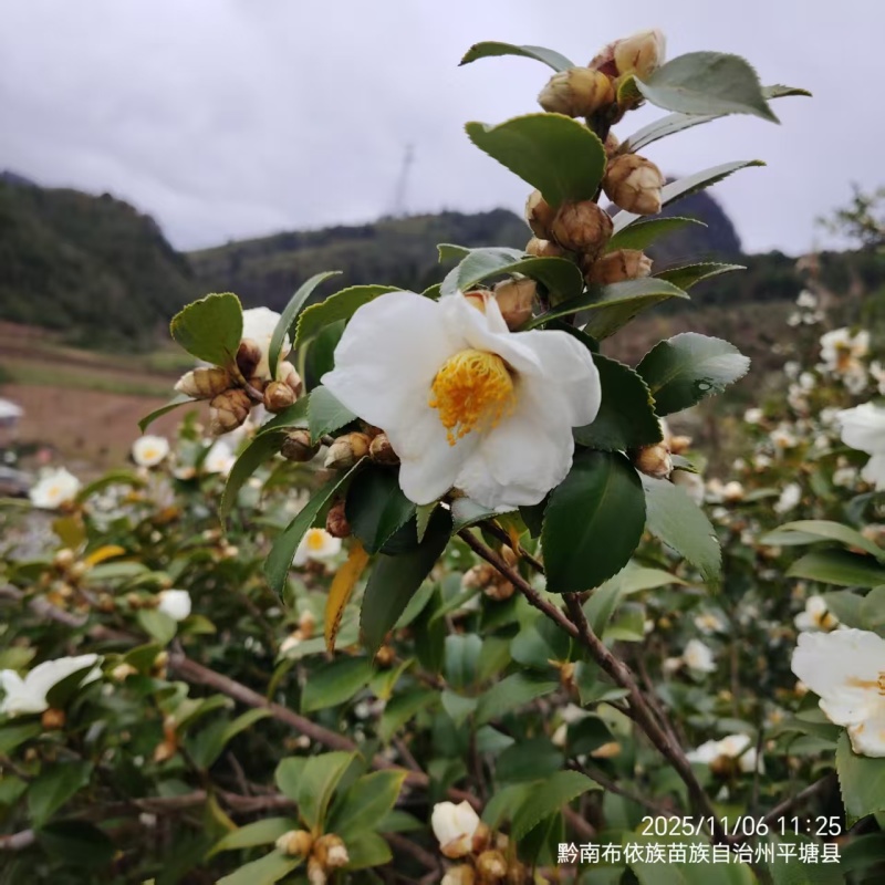 26年新山油茶果霜降籽无杂质出油率高原产地发货