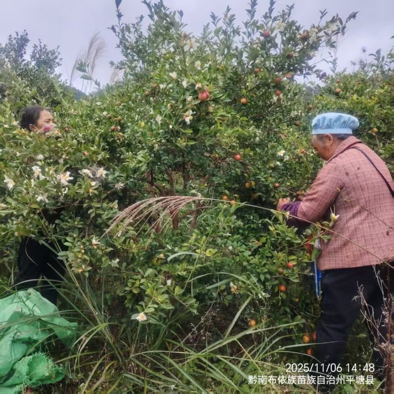 26年新山油茶果霜降籽无杂质出油率高原产地发货