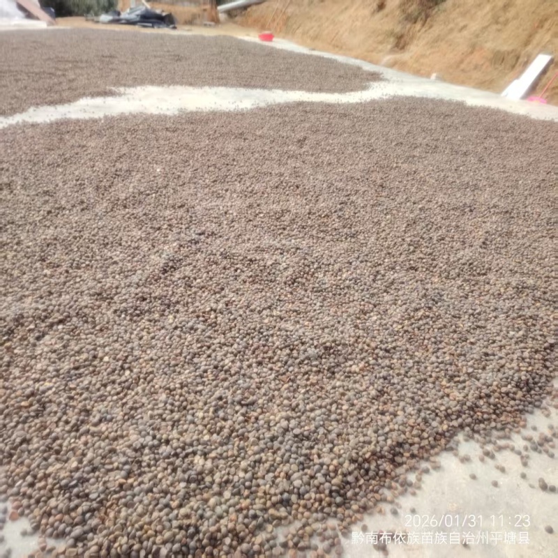 26年新山油茶果霜降籽无杂质出油率高原产地发货