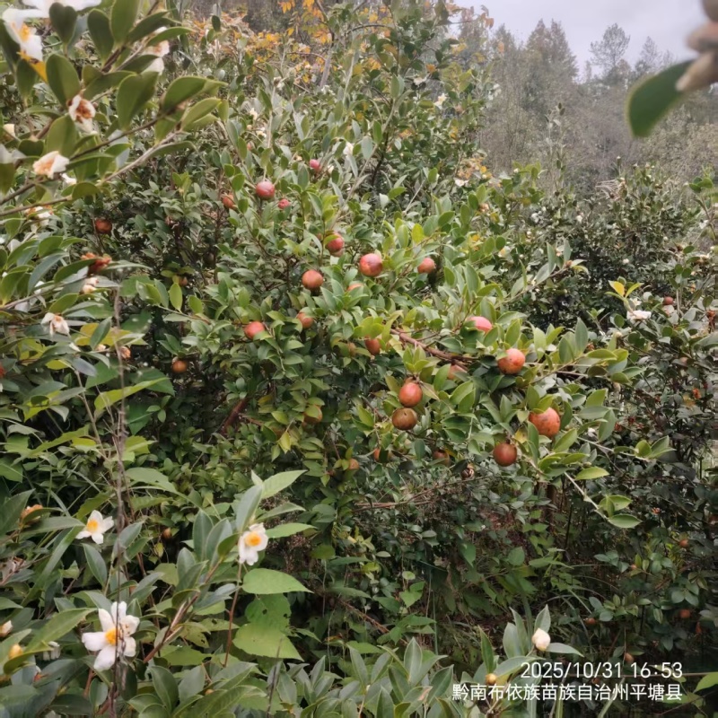 26年新山油茶果霜降籽无杂质出油率高原产地发货
