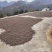 26年新山油茶果霜降籽无杂质出油率高原产地发货