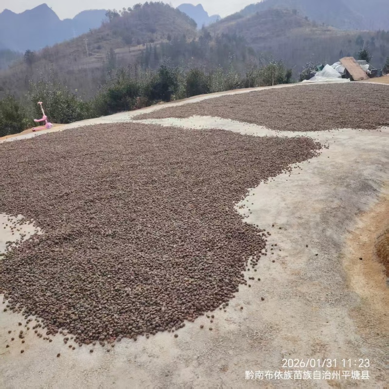 26年新山油茶果霜降籽无杂质出油率高原产地发货