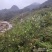 26年新山油茶果霜降籽无杂质出油率高原产地发货
