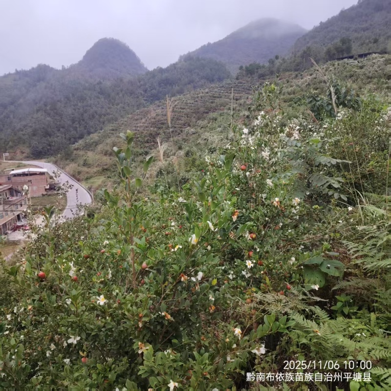 26年新山油茶果霜降籽无杂质出油率高原产地发货