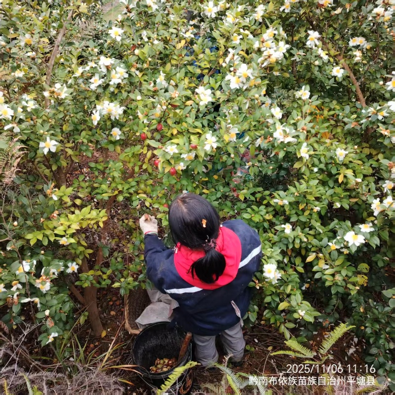 26年新山油茶果霜降籽无杂质出油率高原产地发货