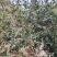 26年新山油茶果霜降籽无杂质出油率高原产地发货