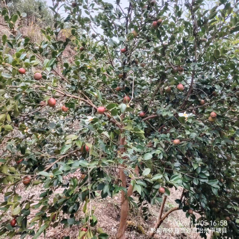 26年新山油茶果霜降籽无杂质出油率高原产地发货