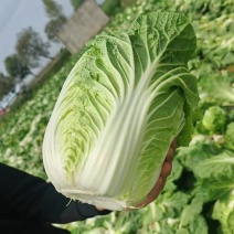 湖北黄心白菜新鲜上市价格美丽对接全国量大从优欢迎询价