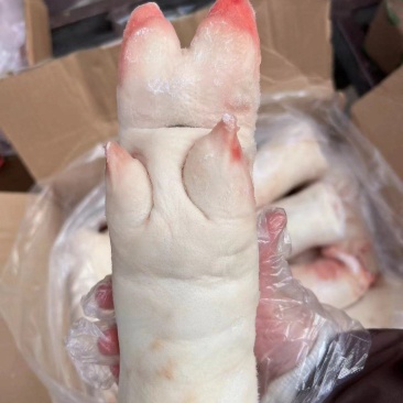 龙大母猪蹄