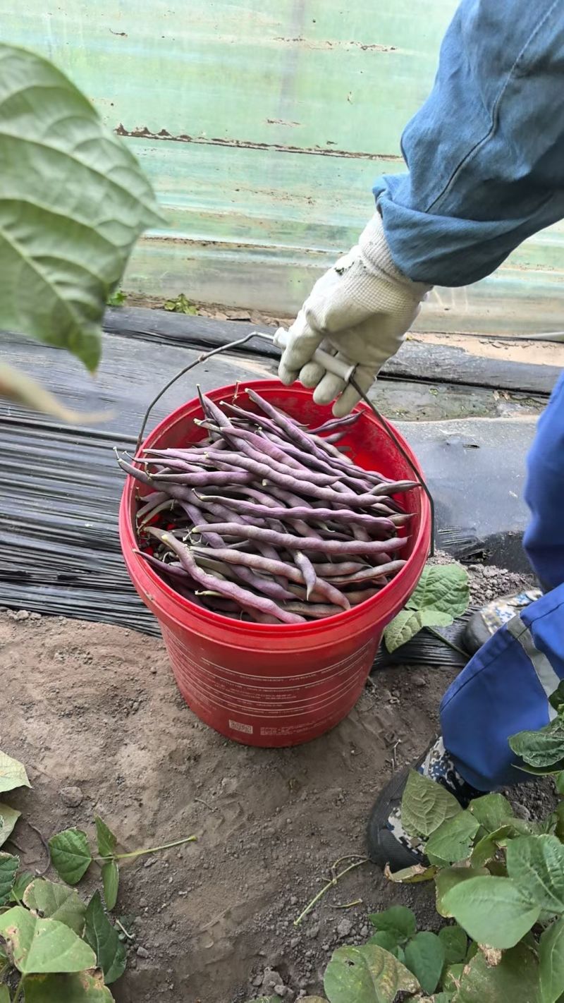 紫袍豆角