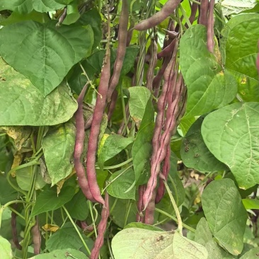 紫袍豆角