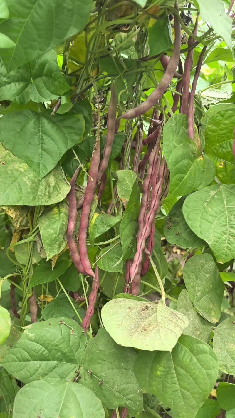 紫袍豆角