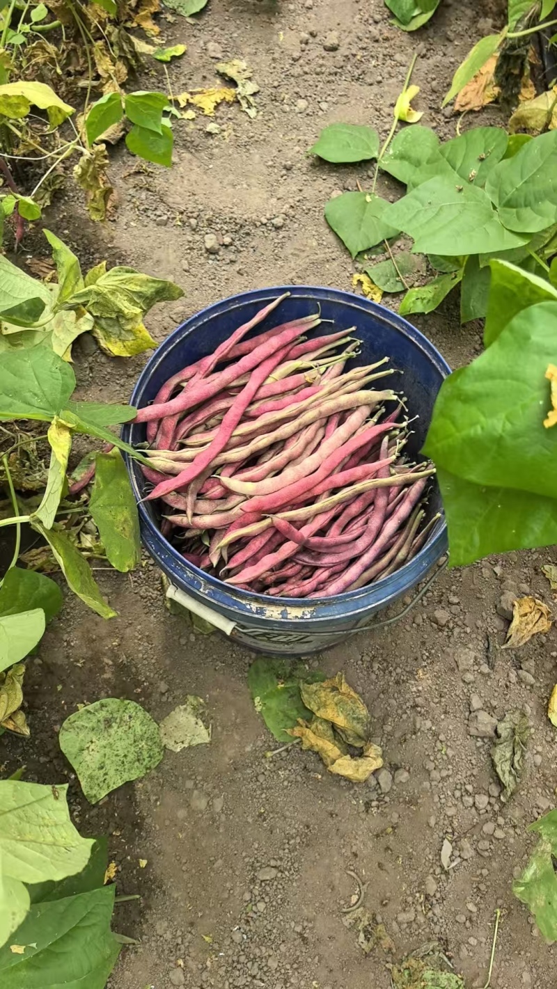 紫袍豆角