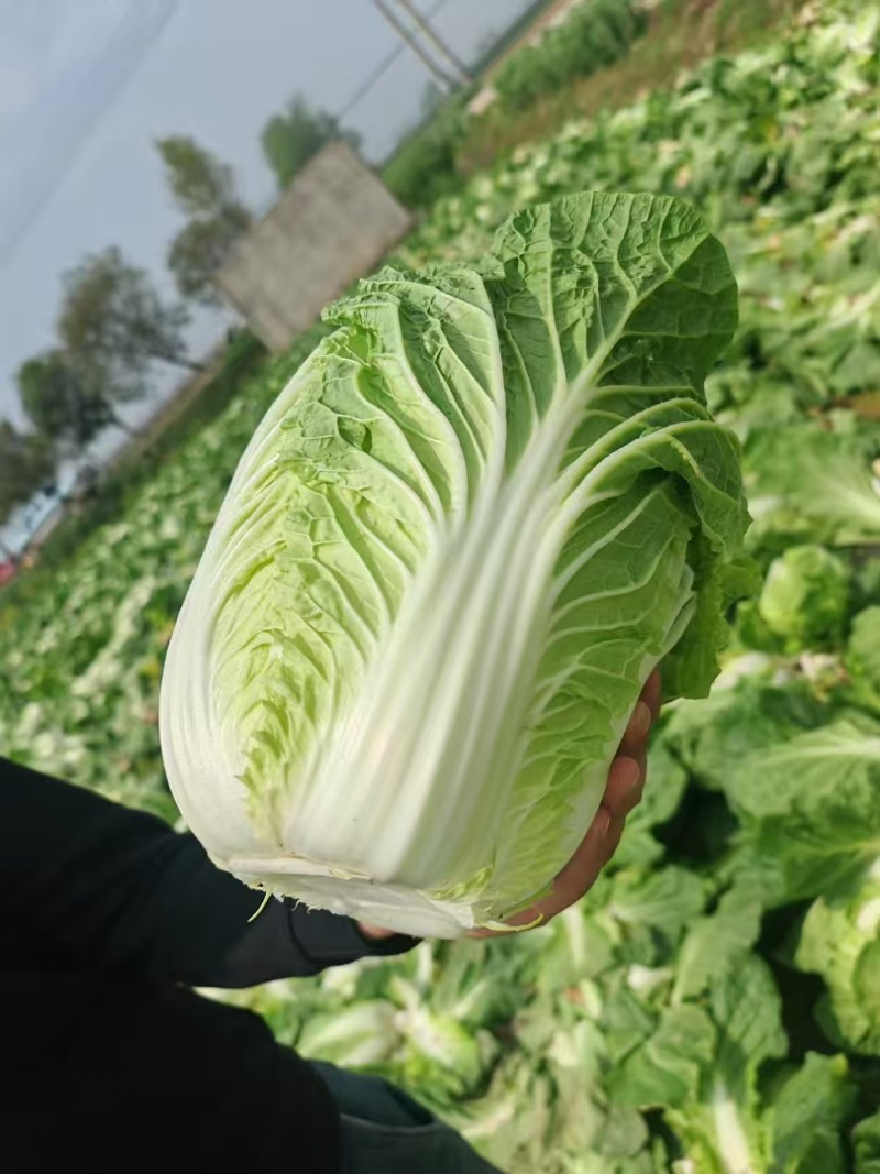 精品黄心大白菜对接全国价格优惠质量好走货快欢迎询价