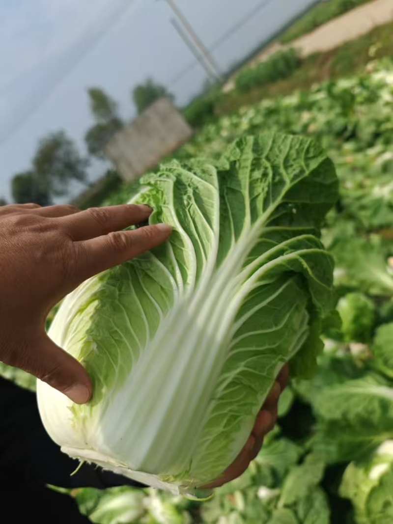 精品黄心大白菜对接全国价格优惠质量好走货快欢迎询价
