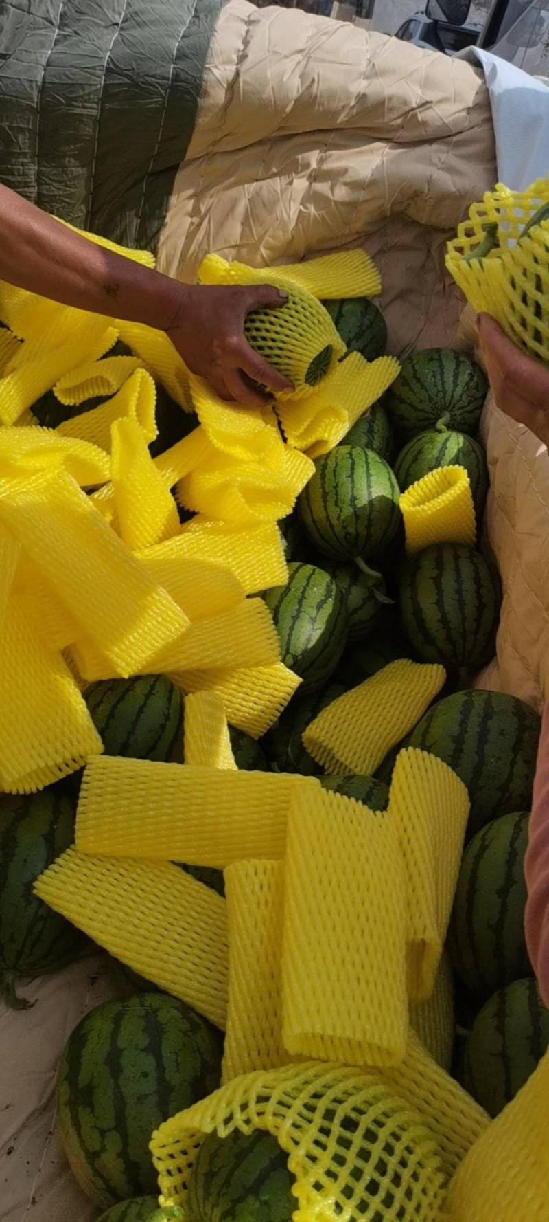 二K小糖丸糖度高口感好，需要的联系