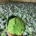 湖北中干甘蓝对接全国量大从优价格优惠质量好欢迎询价热卖
