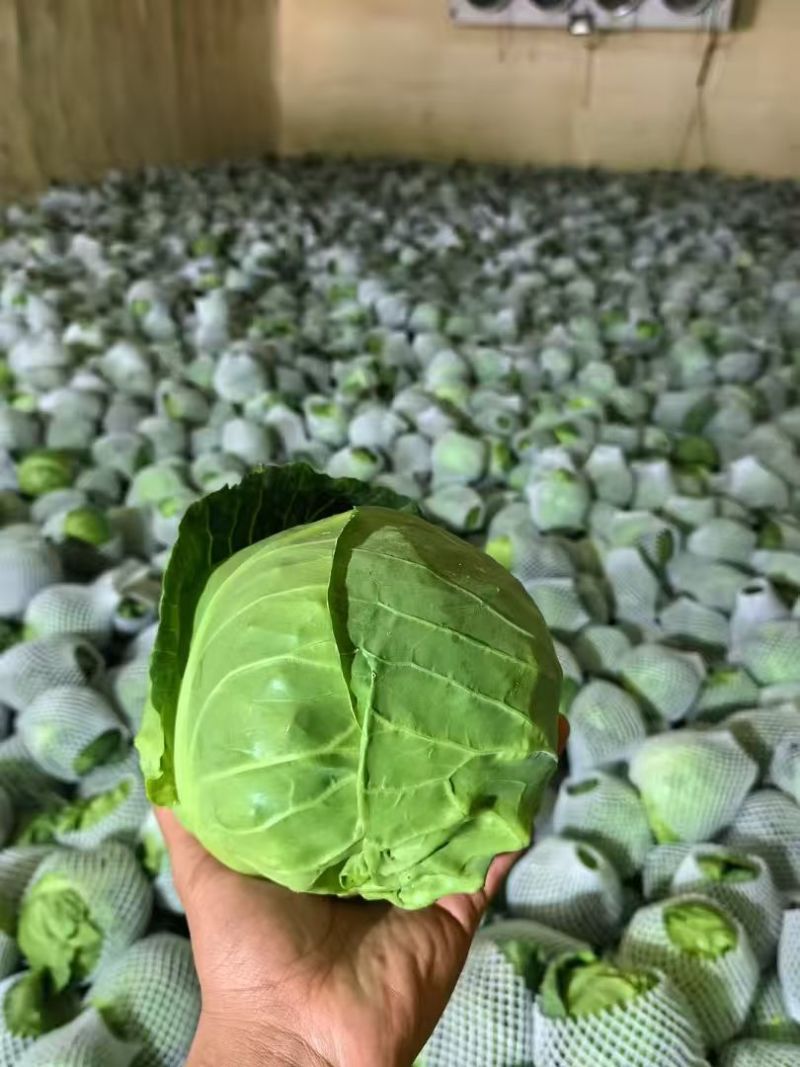 湖北中干甘蓝对接全国量大从优价格优惠质量好欢迎询价热卖