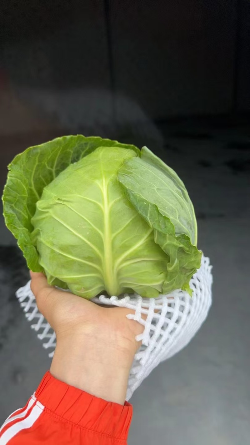 湖北中干甘蓝对接全国量大从优价格优惠质量好欢迎询价热卖