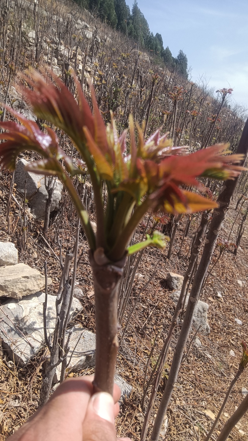 香椿芽来啦！产地直销.**货源，保证让你满意而归