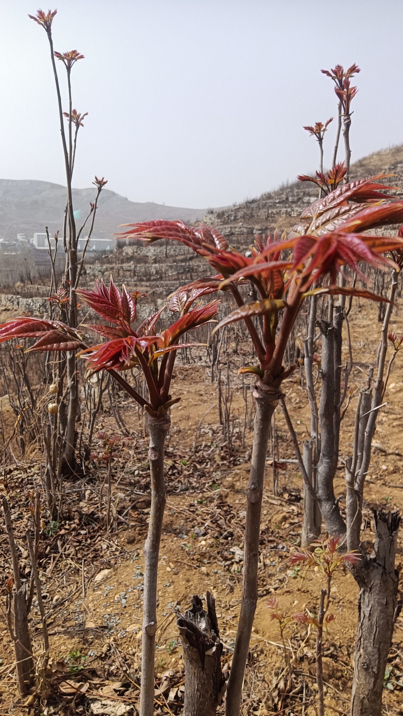 香椿芽来啦！产地直销.**货源，保证让你满意而归