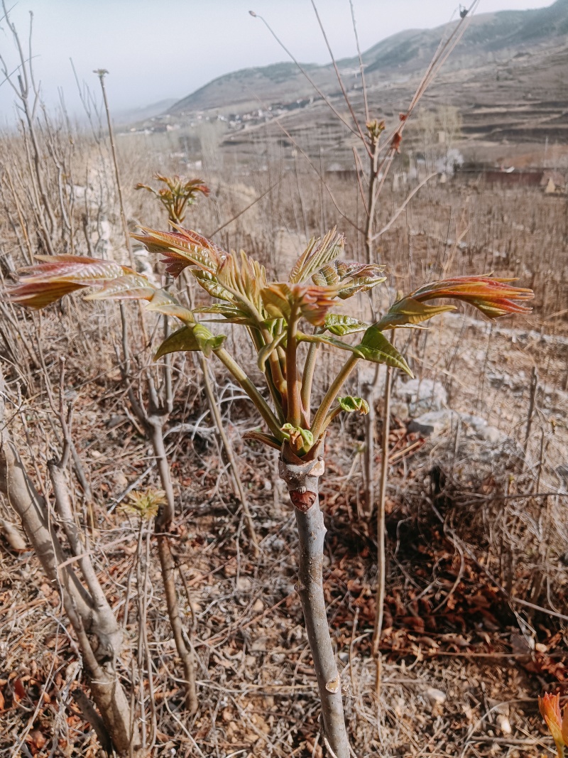 香椿芽来啦！产地直销.**货源，保证让你满意而归