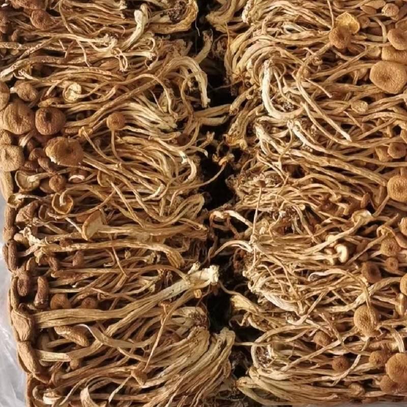 茶树菇大量现货厂地直销规格齐全全国发货欢迎合作