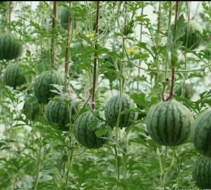 特小凤西瓜，富硒西瓜，小兰西瓜，【仁风西瓜之乡】
