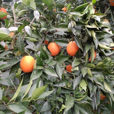 奉节脐橙-果农自种。72-1，有3万斤左右，支持实地看货定价