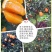 奉节脐橙-果农自种。72-1，有3万斤左右，支持实地看货定价