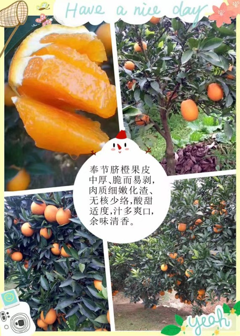奉节脐橙-果农自种。72-1，有3万斤左右，支持实地看货定价