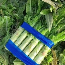红尖叶莴笋大量有货基地直供品质优可视频看货欢迎咨询来电