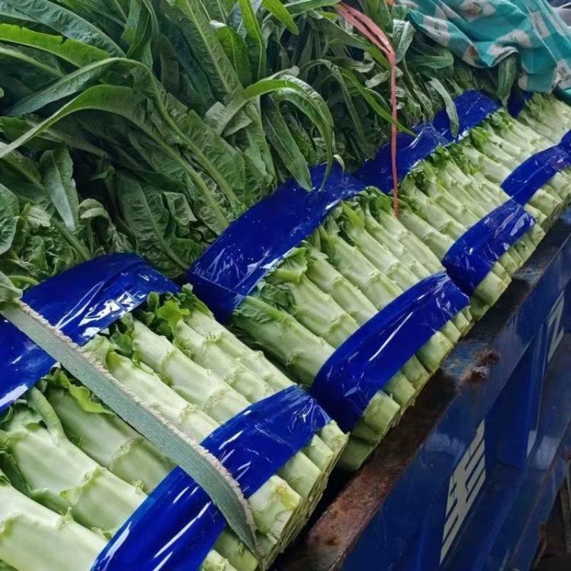 红尖叶莴笋大量有货基地直供品质优可视频看货欢迎咨询来电