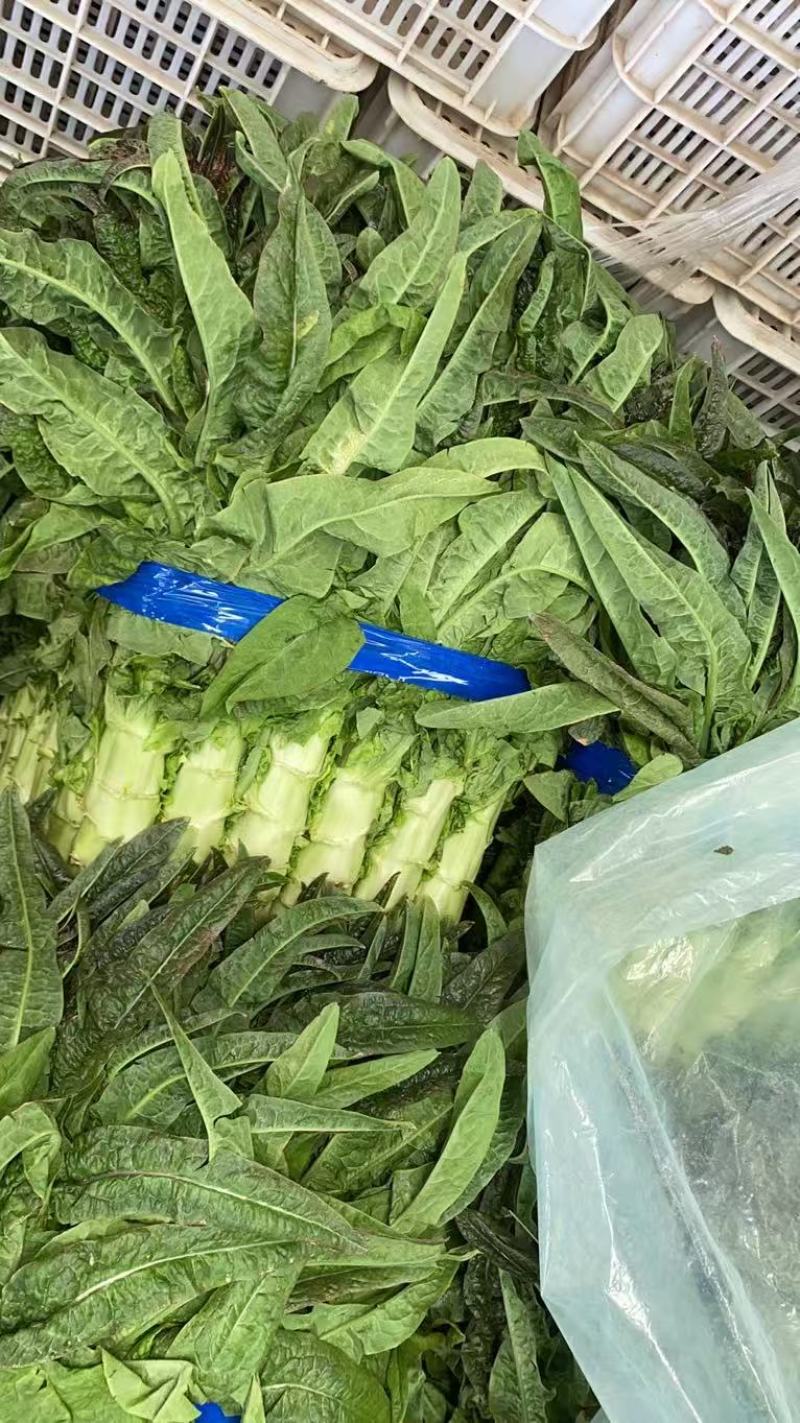 红尖叶莴笋大量有货基地直供品质优可视频看货欢迎咨询来电