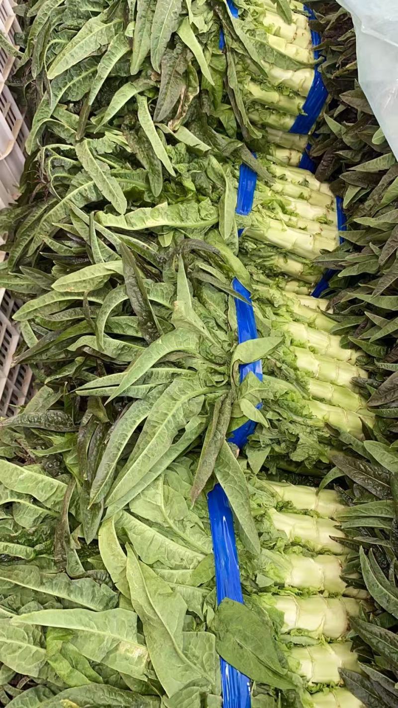 红尖叶莴笋大量有货基地直供品质优可视频看货欢迎咨询来电