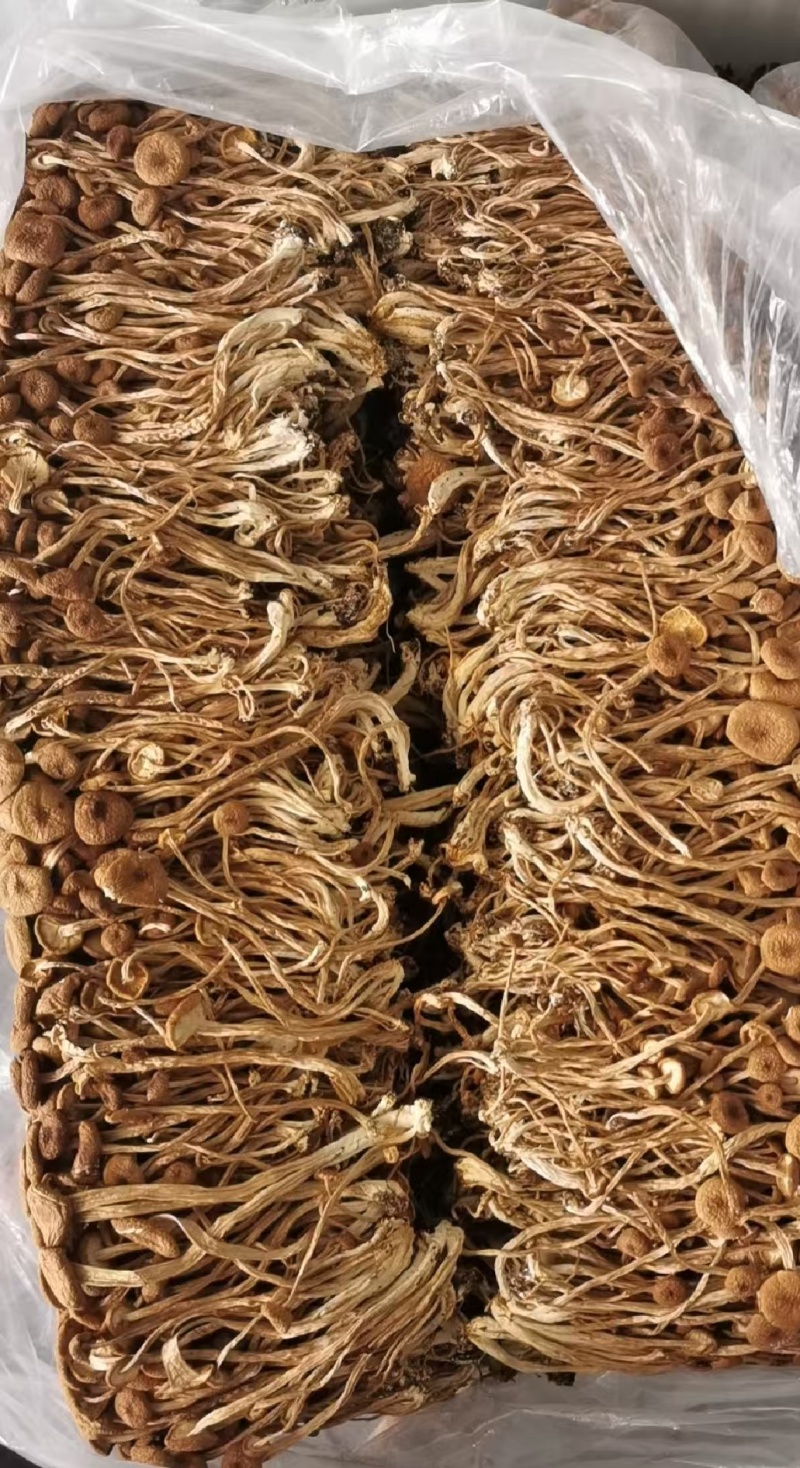 茶树菇大量现货厂地直销规格齐全全国发货欢迎合作