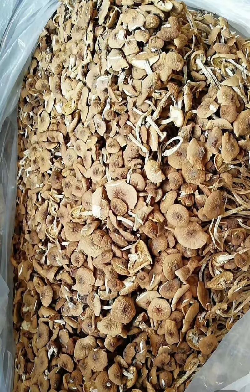 茶树菇大量现货厂地直销规格齐全全国发货欢迎合作